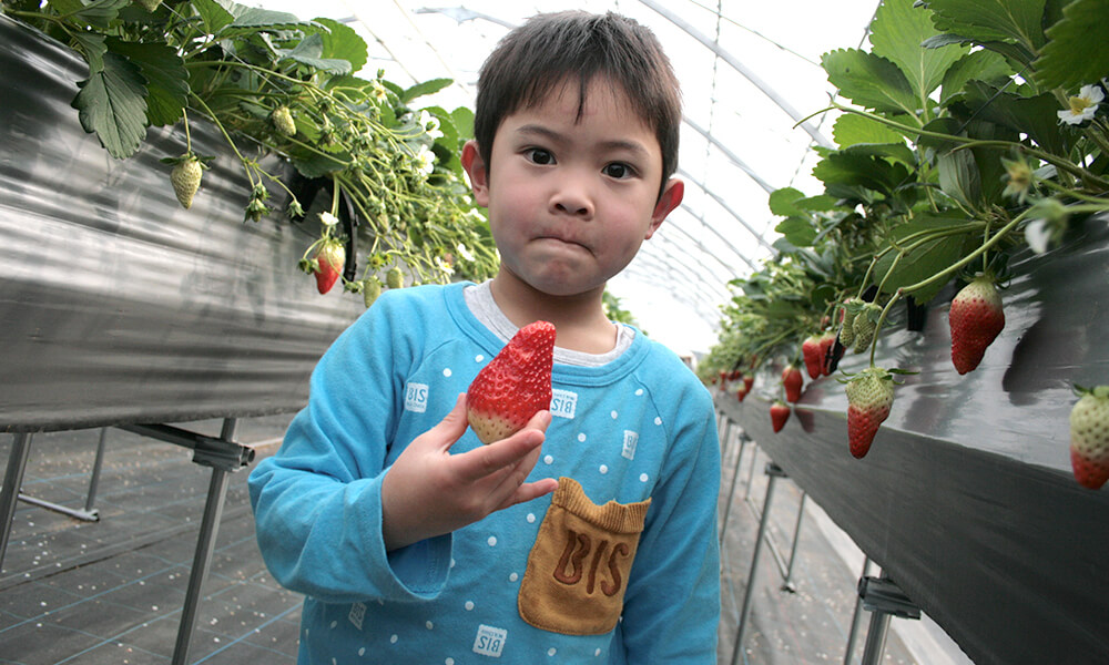 大きいいちごを手にする男の子